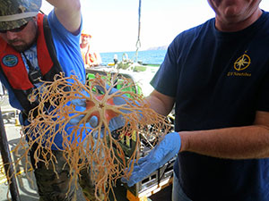 A close look at the basket star