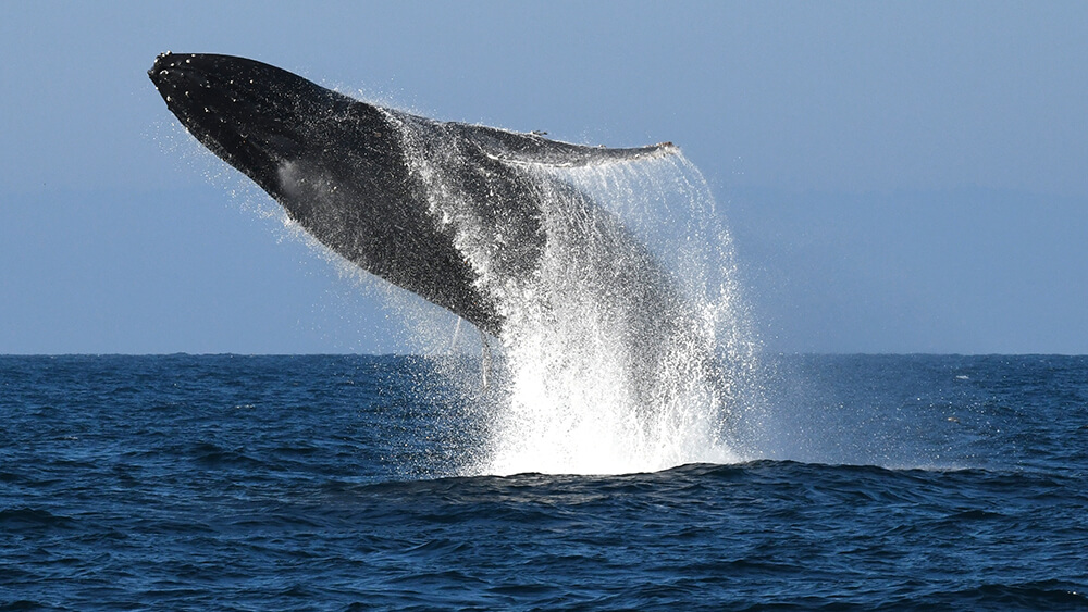 a breaching humpback whale