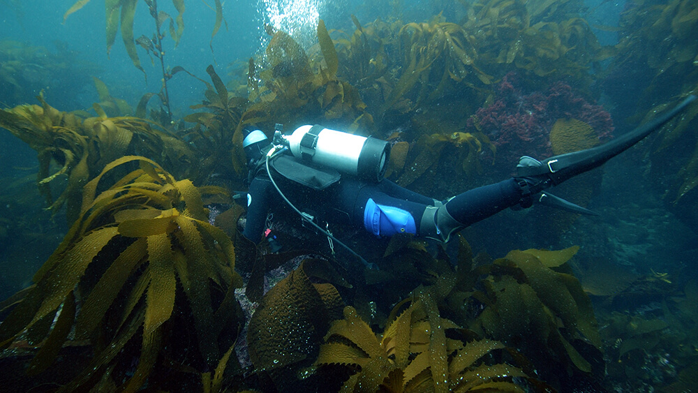 A scuba divers swims near kelp