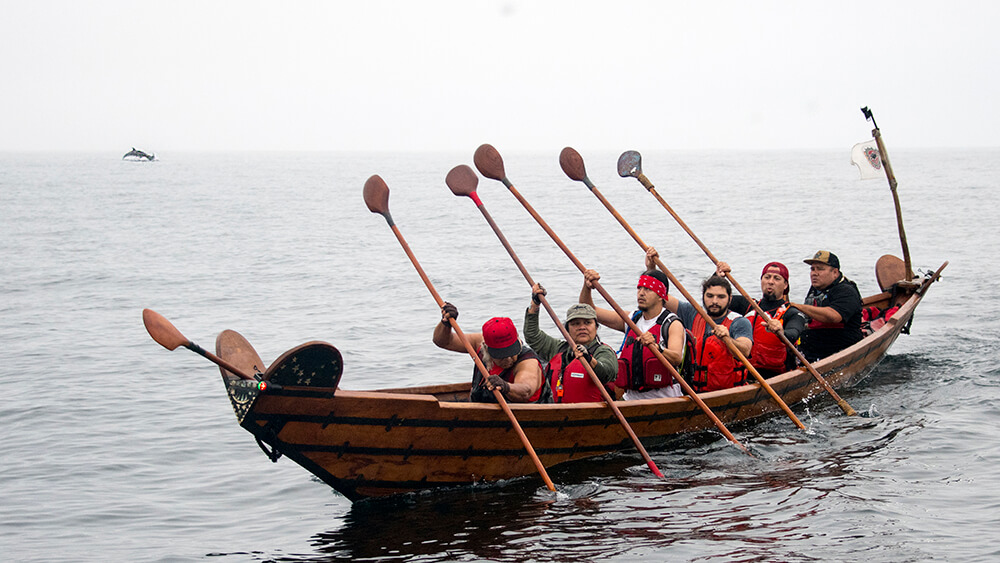 people row a tomol as dolphins breach in the background
