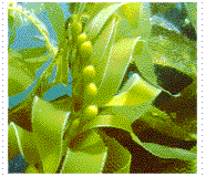 underwater kelp photo