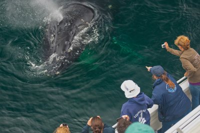people looking off the side of a boat at a whale breching