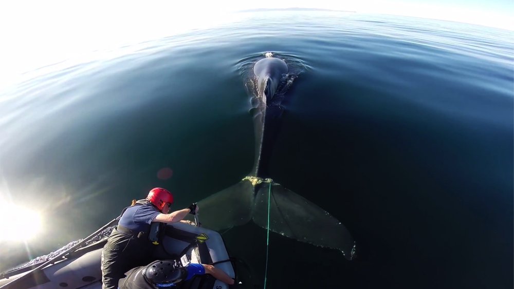 whale being disentangled