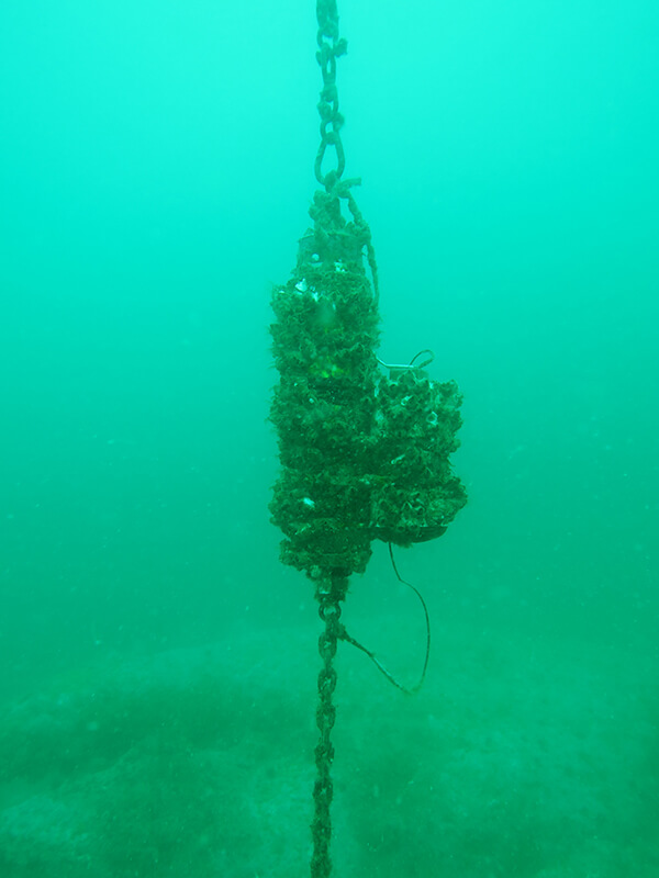soundmonitoring equipment underwater covered in marine growth