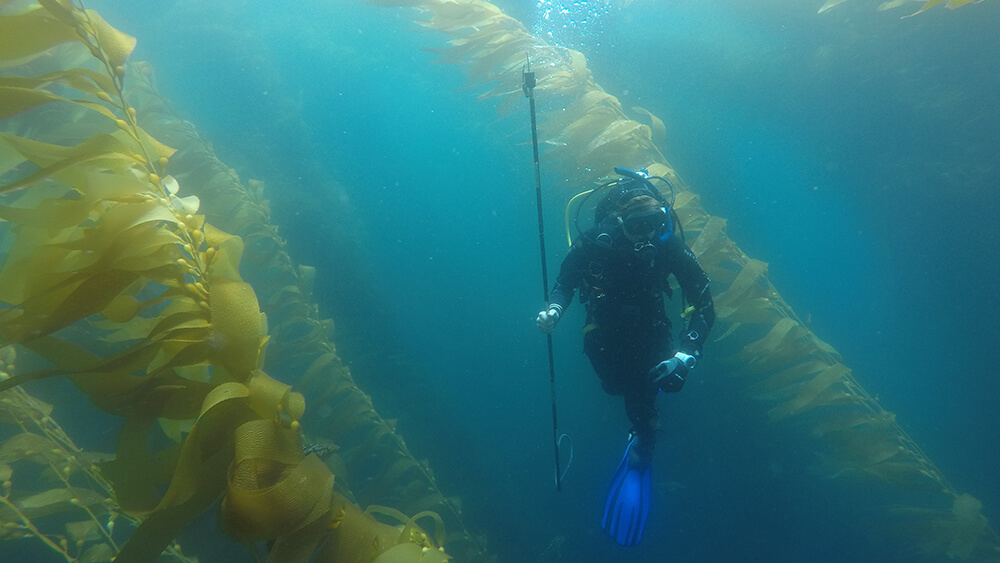 a diver holds a pole used to tag seabass
