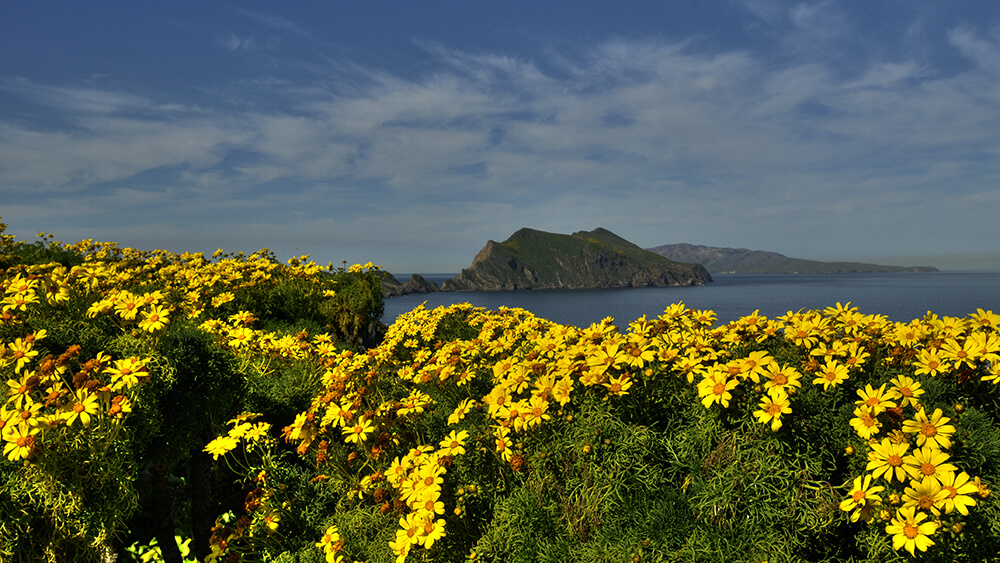 yellow flowers with a rock island and water in the background