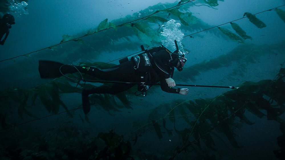 a diver swims in a kelp forest