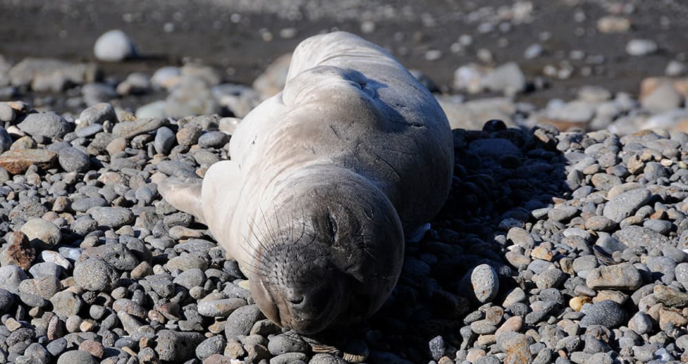 northern elephant seal resting on a rocky beach