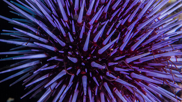 close up of an urchin