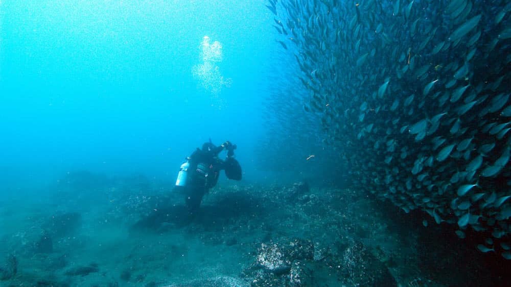 A diver taking a picture of a herd of fish