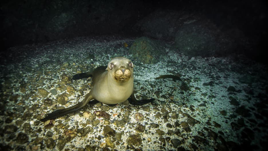 A sea lion under the sea