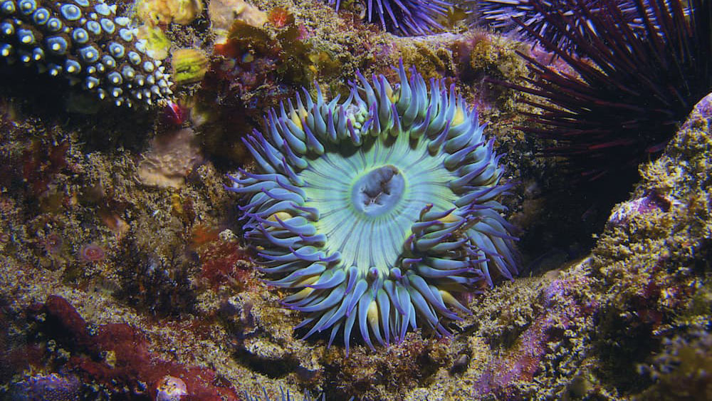 tidepools of the Channel Islands