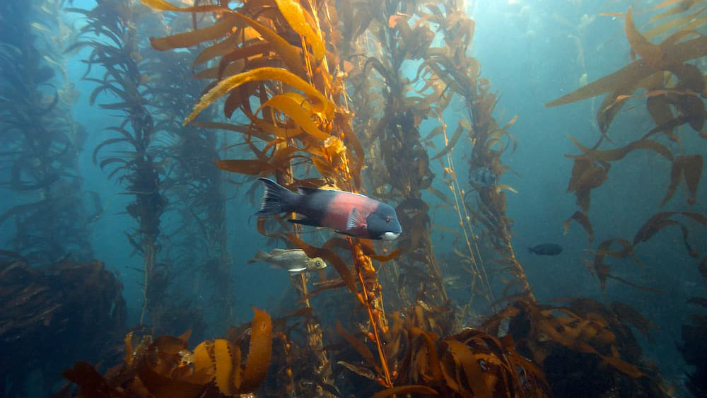 A sheephead swims through a kelp forest near Santa Cruz Island 