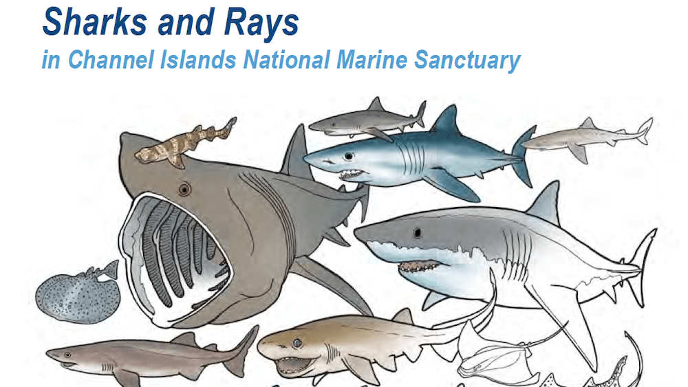 coloring book cover with many types of sharks and rays