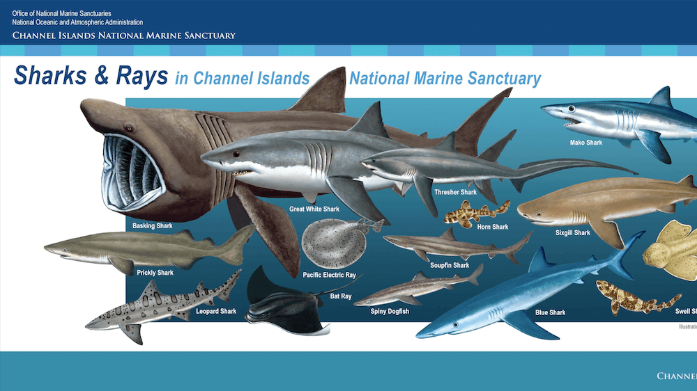 poster with many types of sharks and rays