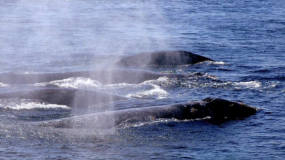 a pod of whales surface for air