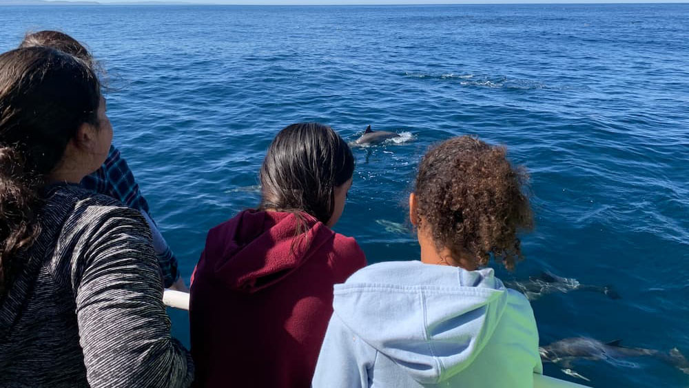 a family on a boat watching dolphins swim by