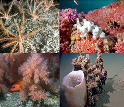 tiled image of 4 deep sea corals