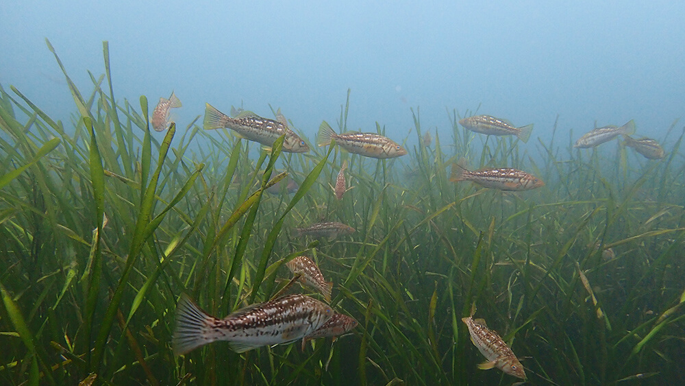 fish schooling in seagrass