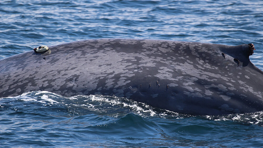 a blue whale equiped with a tracking device