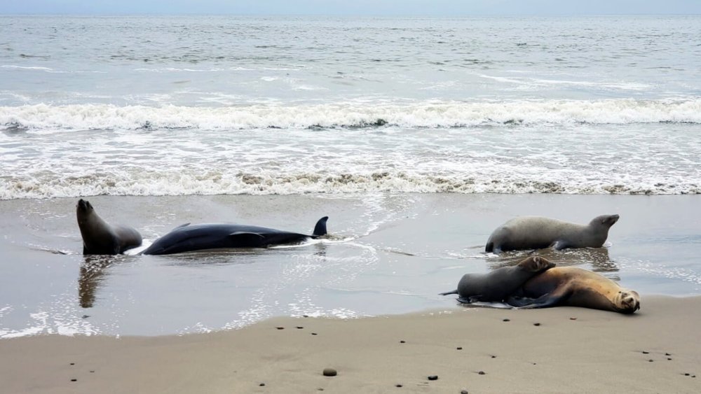 Deceased dolphin and California sea lions showing symptoms of domoic acid poisoning.