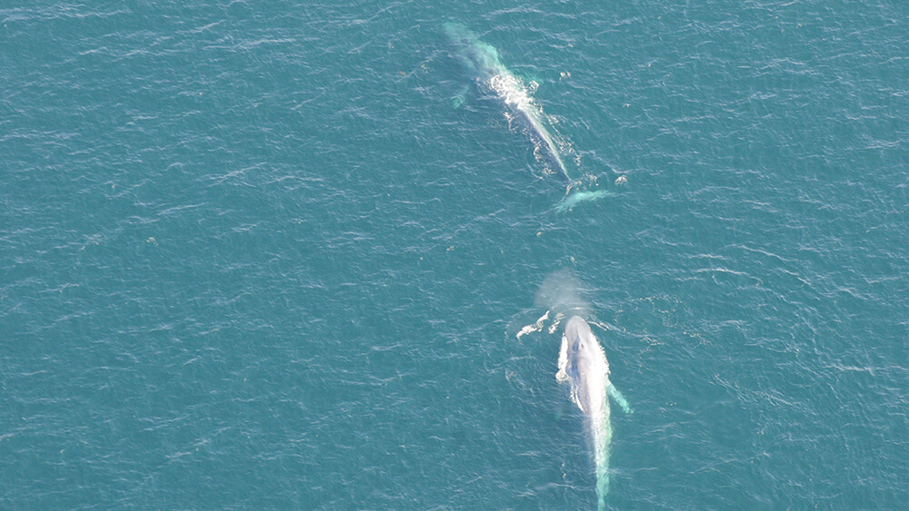 aerial view of blue whales