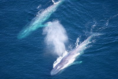aerial view of two blue whales swimming near the surface