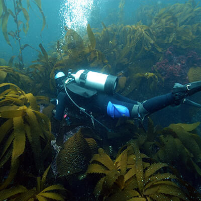 A scuba diver swims around kelp
