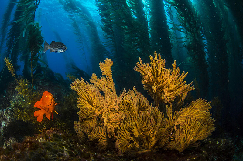Fish swim in a kelp forest