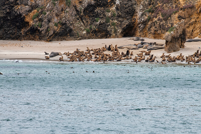 Seals and sea lions on a beach in the distance