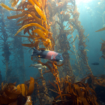 A kelp forest